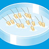 preserving hair grafts in prp therapy solution