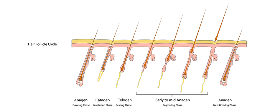 normal hair growth cycle